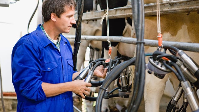 Report: Delayed spring calving added to EU milk flows in late 2025