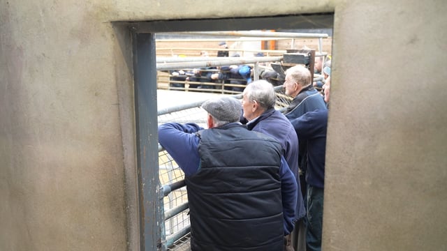 Bluetongue: Live trade of cattle to NI issue expected to be ‘resolved’ in days