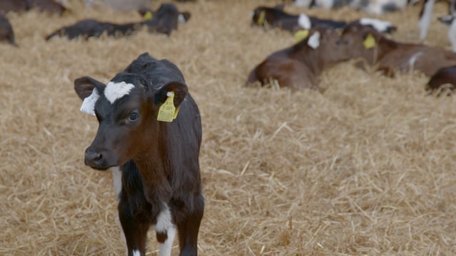 Reminder: Watch out for bloat as spring calving progresses