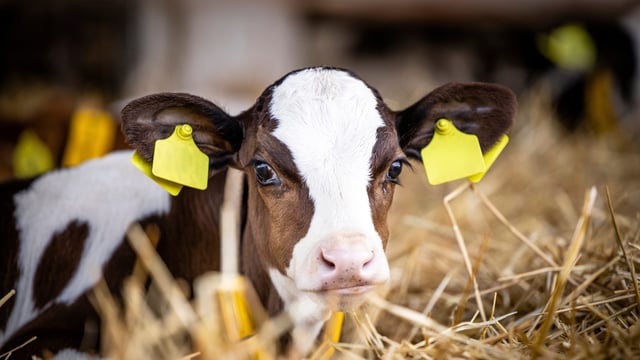 Dairy advice: Controlling calf scour this spring