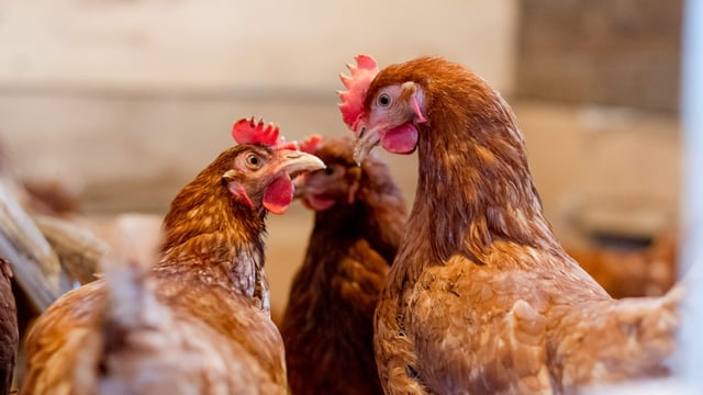 RSPCA calls on fast food giants to renew anti-‘Frankenchicken’ pledge