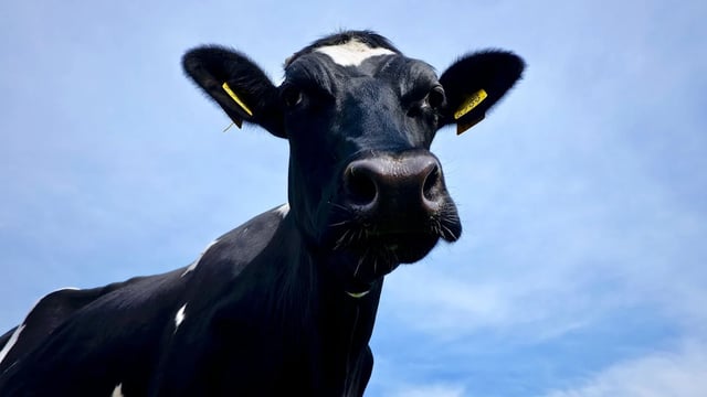 Advice for NI farmers as BVD restriction changes in place