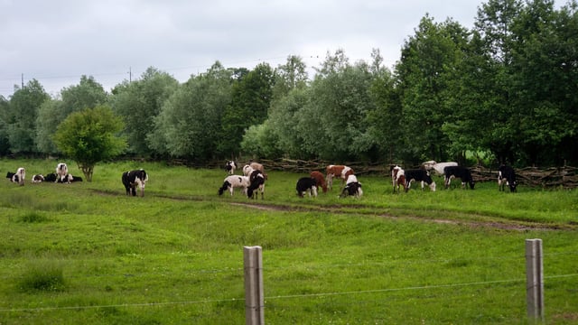 Are mineral deficiencies holding back your herd?