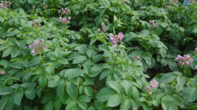 PDA publishes new potato crop nutrition advisory leaflet
