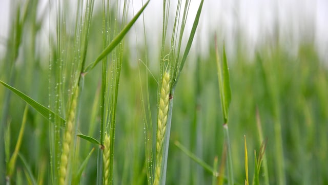 AHDB to launch new web-based BYDV management tool