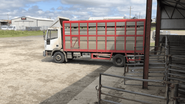 Study: ‘Simple change’ at abattoirs could improve livestock welfare