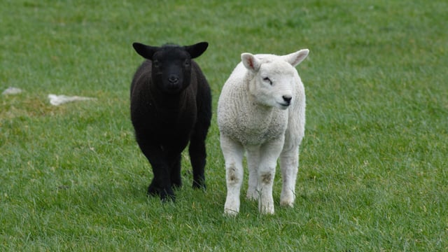 Dead lambs discovered on Tyrone road verge