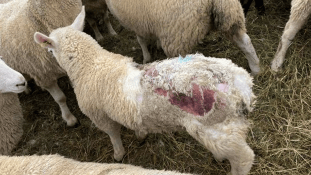 SCOPS launches blowfly forecasting tool ahead of peak season