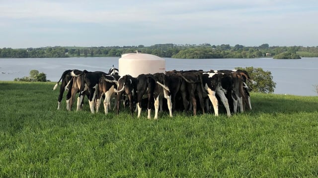 Are your heifers hitting target weights for weaning?