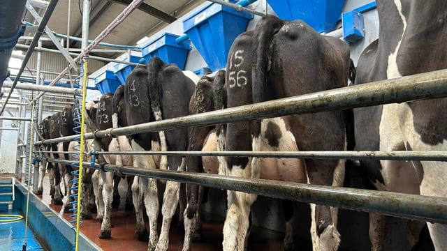 Preventing mastitis as cows hit peak milk production