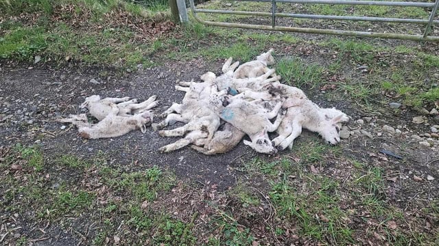 Graphic pics: Dumping of dead lambs in Derry being ‘investigated’ by DAERA