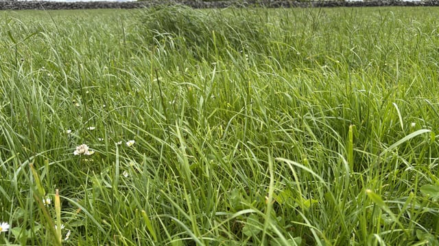 How the first grazing determines the success of spring reseeds