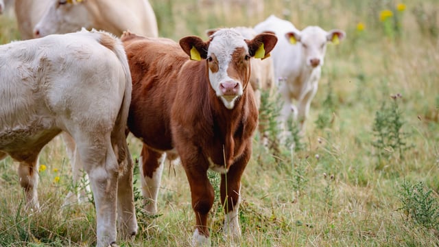GB farms see rise in cattle numbers under 12 months