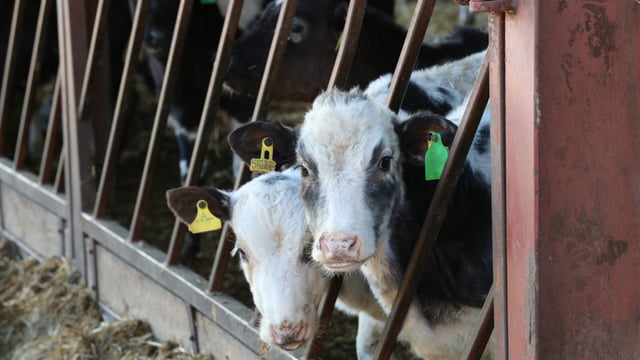 Welsh govt announces new BVD rules from next month onwards