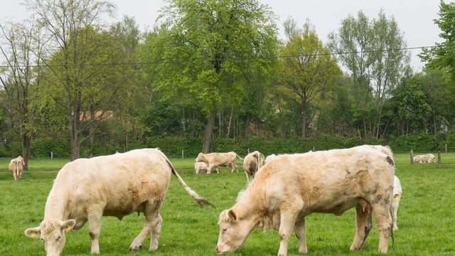 Future funding model for LMC to be discussed