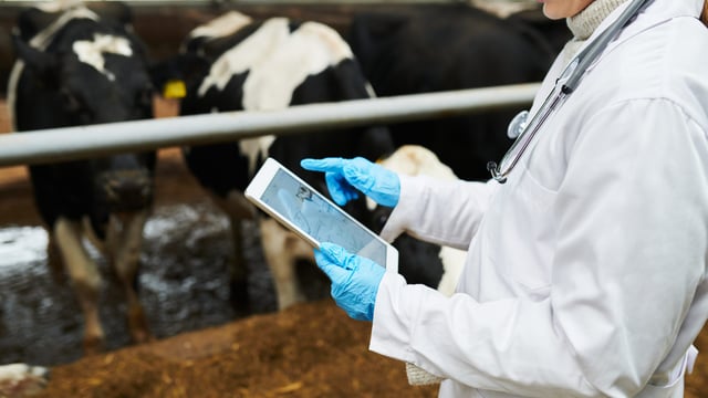 DAERA ‘regrets escalation’ of industrial action by group of veterinary officers