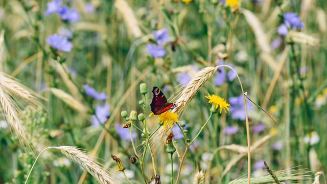 NI Farming with Nature Transition Scheme to open for applications