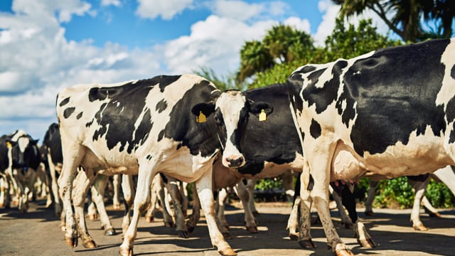 Irish dairy herd grows while British hits record low