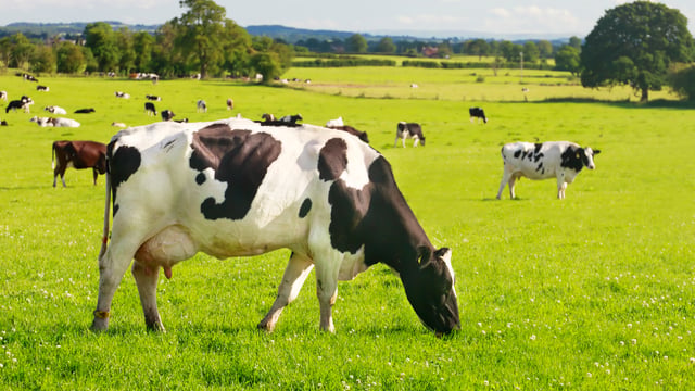 Controlling replacement heifer costs while maintaining quality