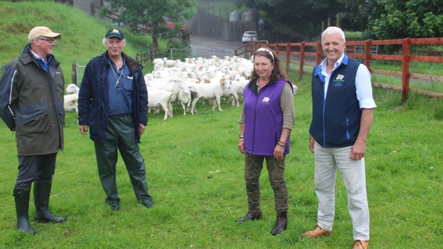 EasyCare sheep numbers continue to grow across UK and Ireland