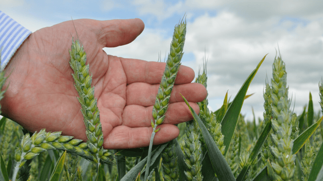 New generation of fungicide leads identified by researchers