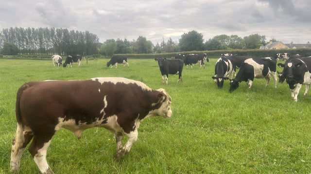 Managing the stock bull as AI wraps up