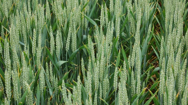June rains boosted potential of UK winter wheat crops – AHDB officer