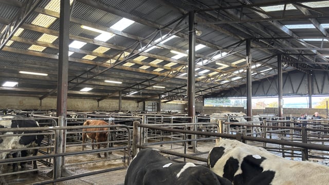 Dairy trade: Average price of £2,901 for milking heifers in UK