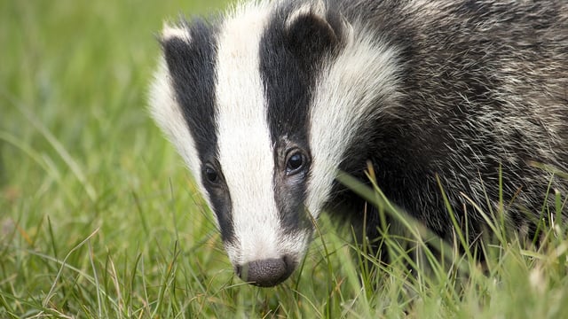Views sought on wildlife options to tackle bovine TB in NI