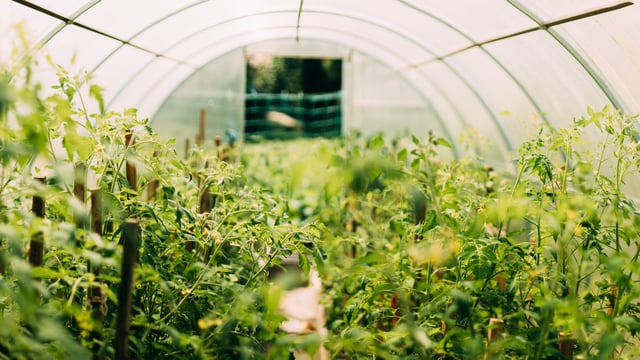 NI horticulture innovation scheme opens for expressions of interest