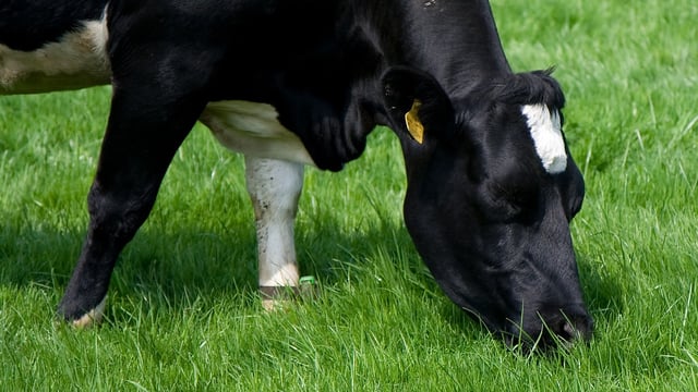 DAERA seeking providers of on-farm bTB advice service