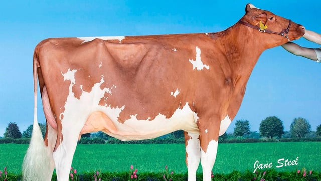 Top price of 5,000gns at Drointon Summer Heatwave Sale