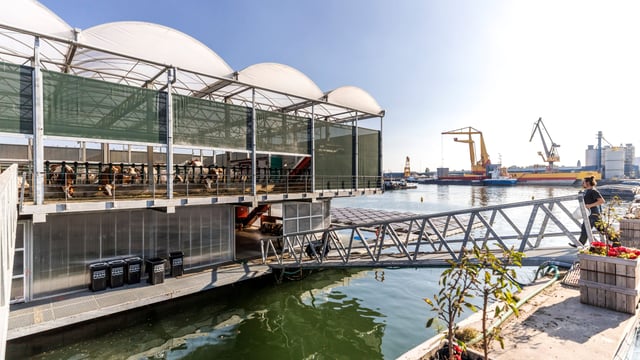 Red tape forces closure of world’s first floating dairy farm