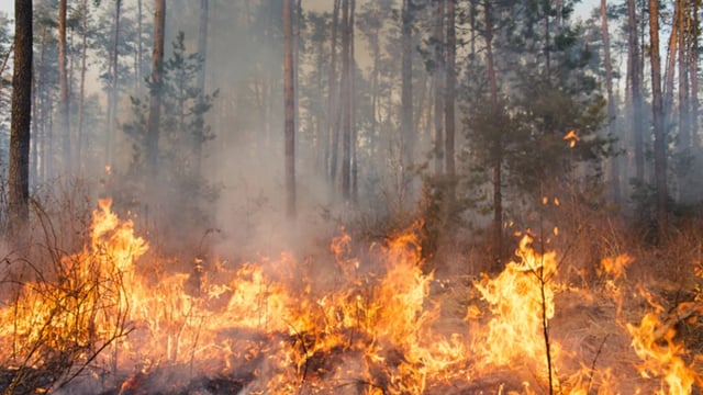 French farmers join frontline fight against wildfires