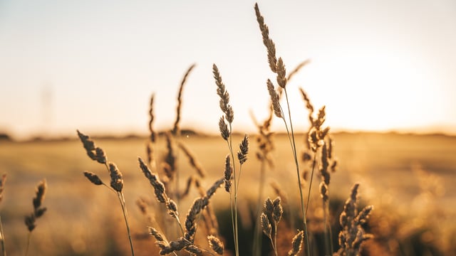 UK grain futures rise to highest level in two years