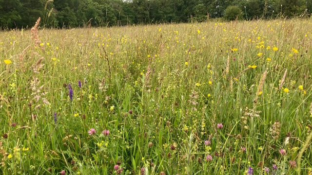 NI farmers urged to apply for Farming with Nature scheme before deadline