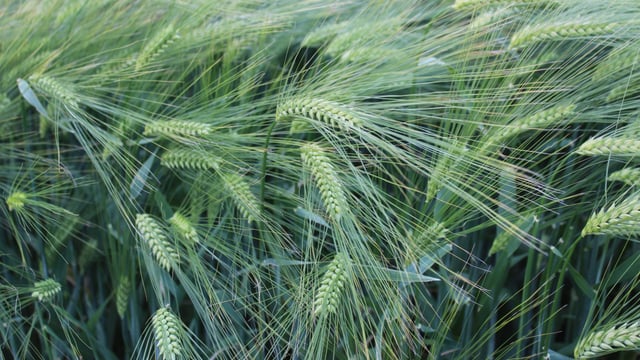 PDA updates potash, phosphate and sulphur guidance for cereals
