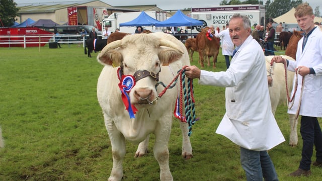 Bringing French style to a pedigree herd in Fermanagh