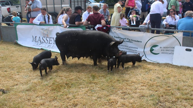 Traditional pig breeds take centre stage at Castlewellan Show 2026