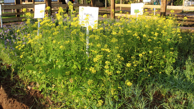 Tillage advice: Early sowing of cover crops ‘essential’