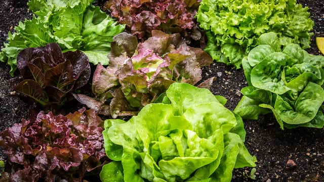 How are heatwaves impacting veg growers across Europe?