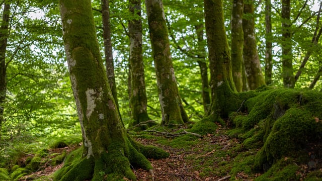 Muir launches first NI Tree Planting Action Plan