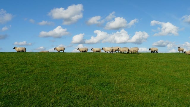 ‘Confidence strengthens’ among sheep farmers in Australia