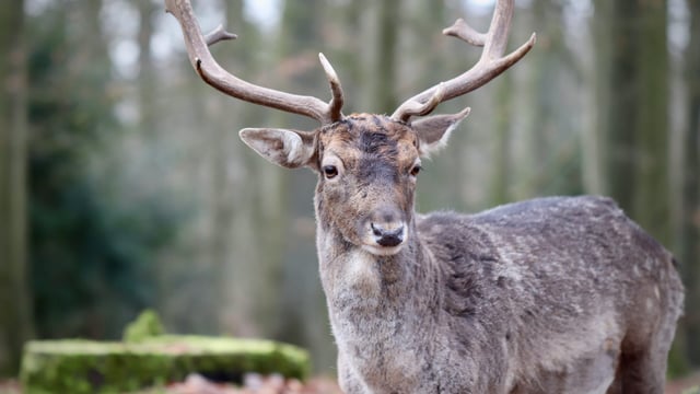 New venison processing unit set to be established on Isle of Raasay