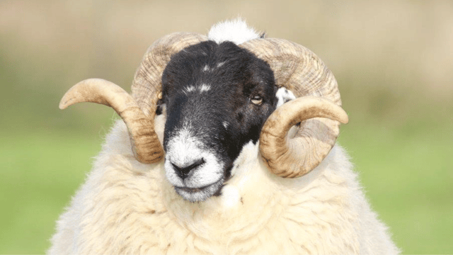 Is your ram ready for the breeding season?