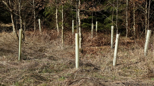 Carbon sequestration targets under a spotlight in Northern Ireland