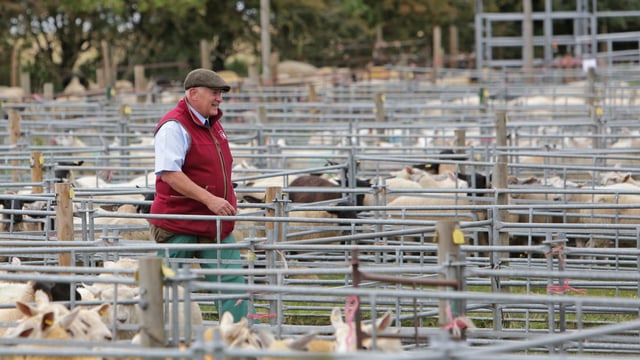 Up to £3m turnover expected at Shearwell Thame sheep fair