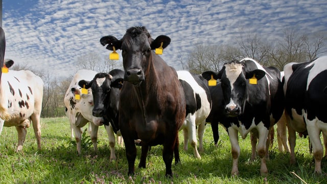 New midge-borne virus infecting cattle across Europe