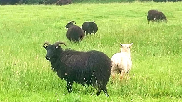 Police investigate £18,000 theft of sheep