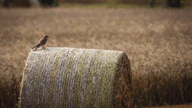Reminder: Baling straw in dry conditions can remove sizable quantities of potash